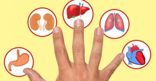 Cada dedo está conectado con 2 órganos: aprende a masajearlos y alivia problemas de salud.
