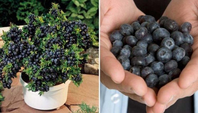 Cómo Crecer Grandes Cantidades Ilimitadas de Arándanos (Blueberries) en el Patio Trasero de su Casa