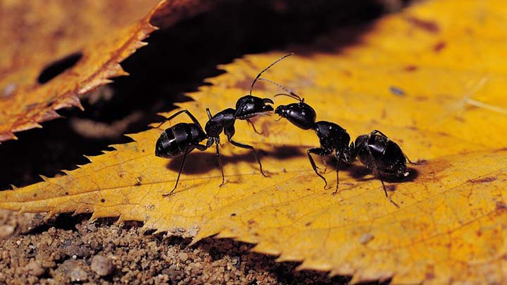 Si tienes esta planta en tu hogar, jamás volverás a ver hormigas